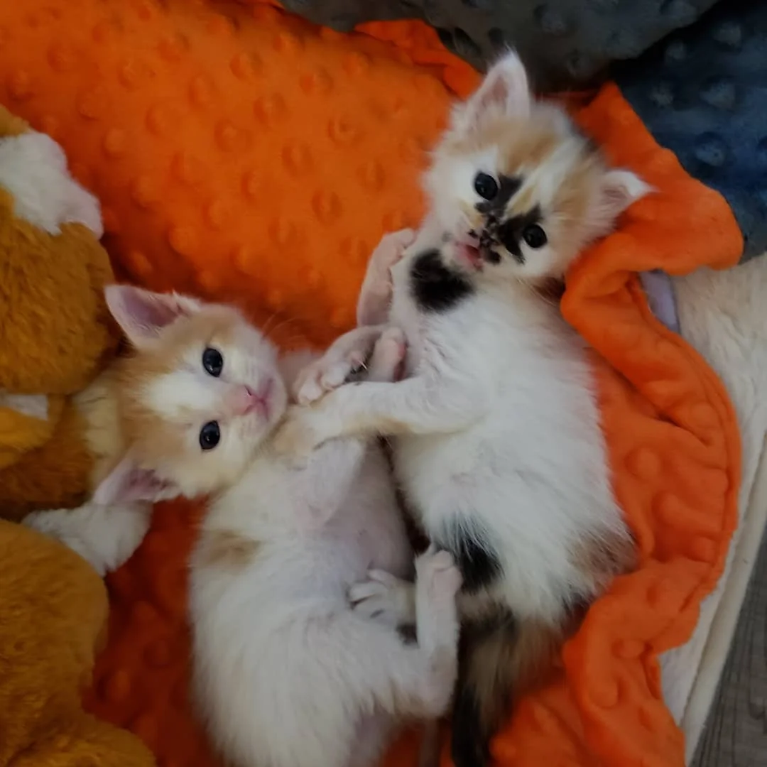 Gatitos jugando juntos