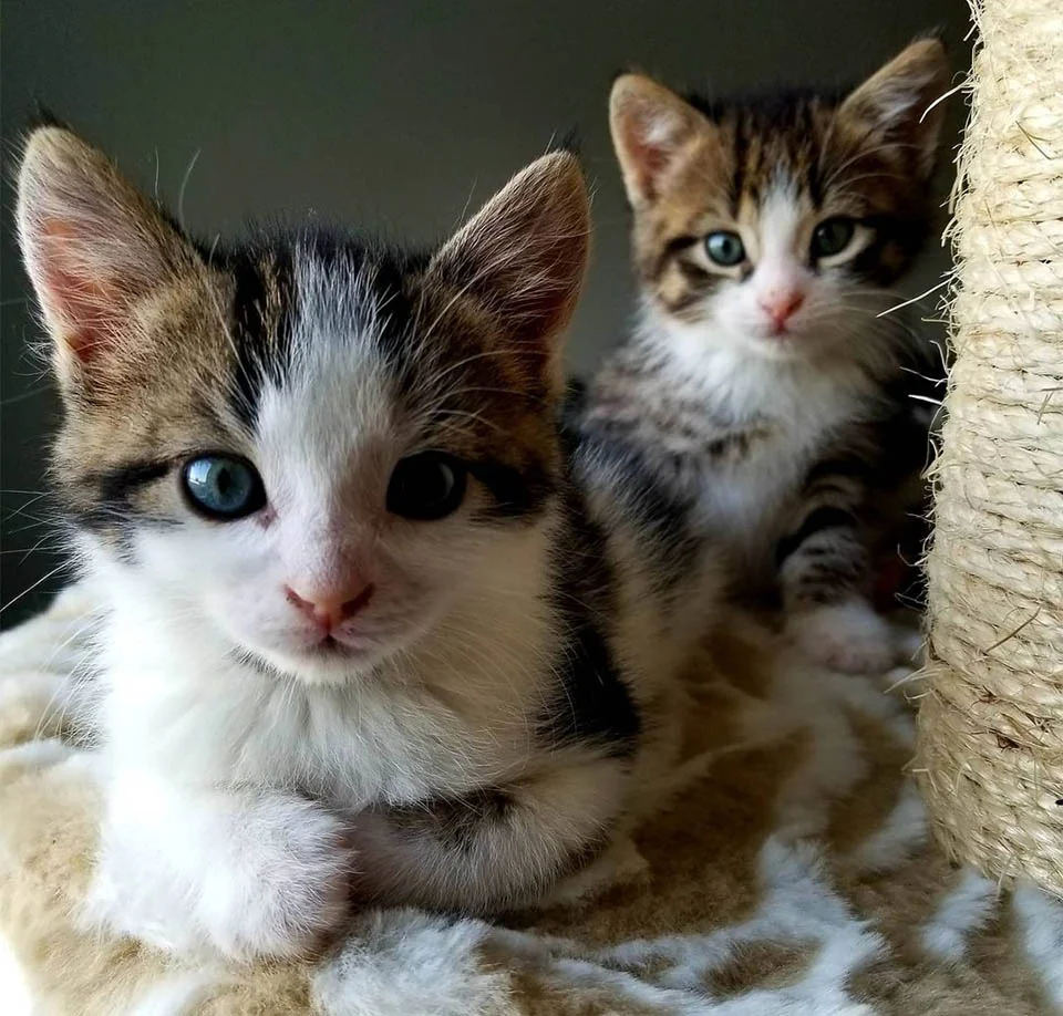 Gata dejó Gatitos pequeños