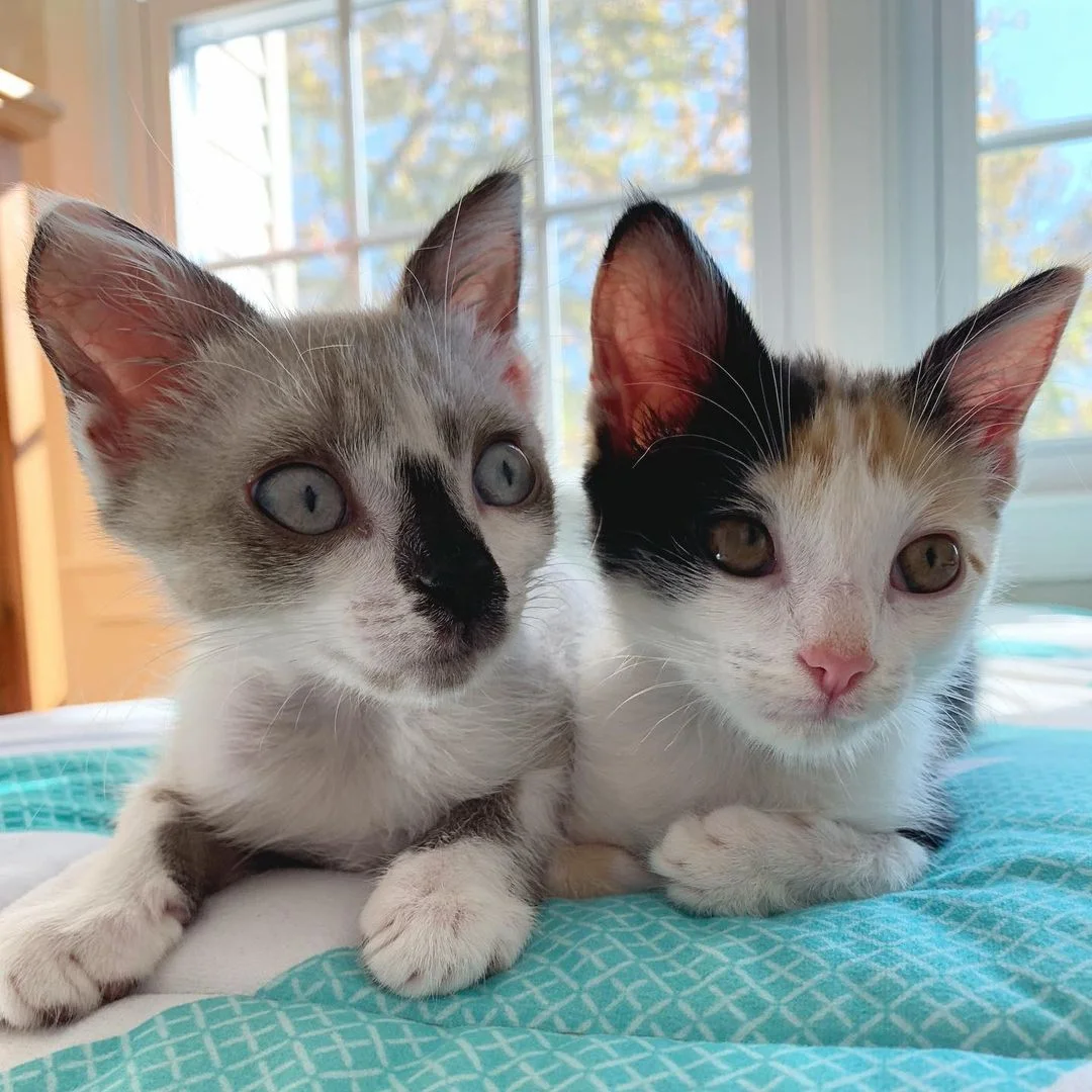 Gatitos permanecen siempre juntos
