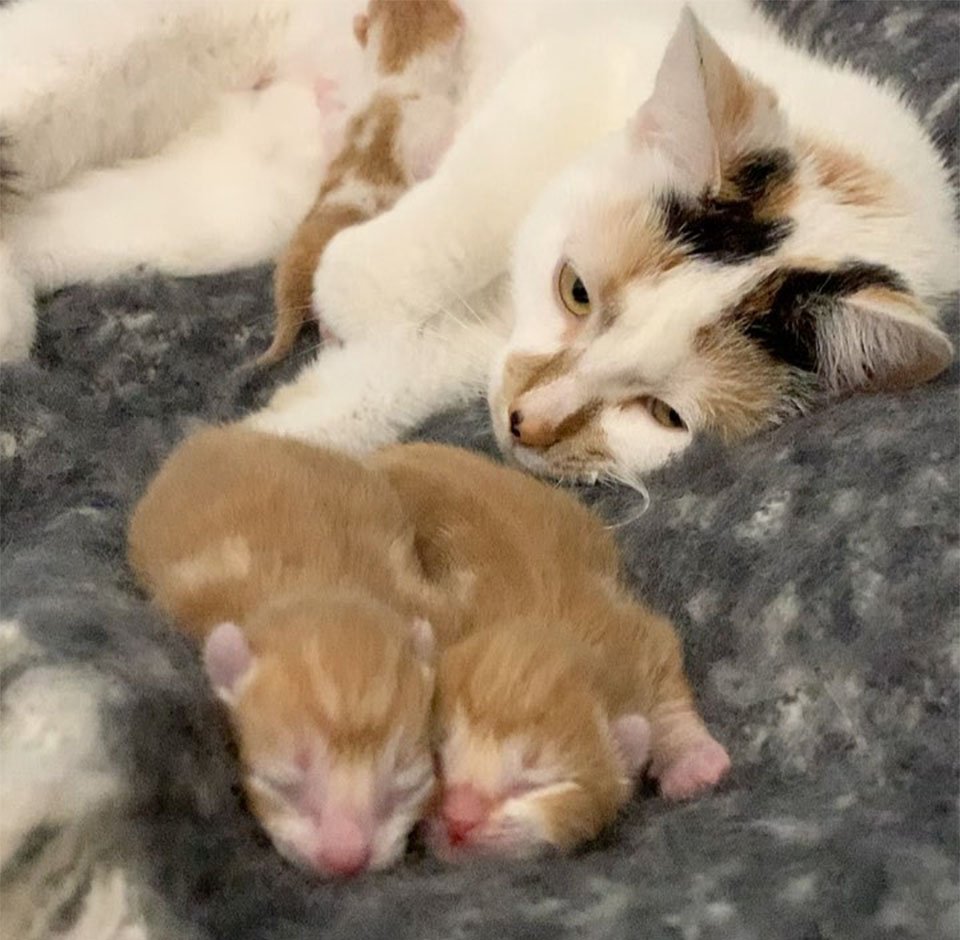 Gatitos recién nacidos