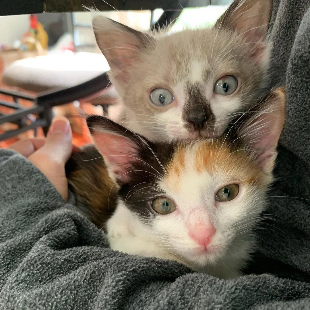 Gatitos se cuidan mutuamente