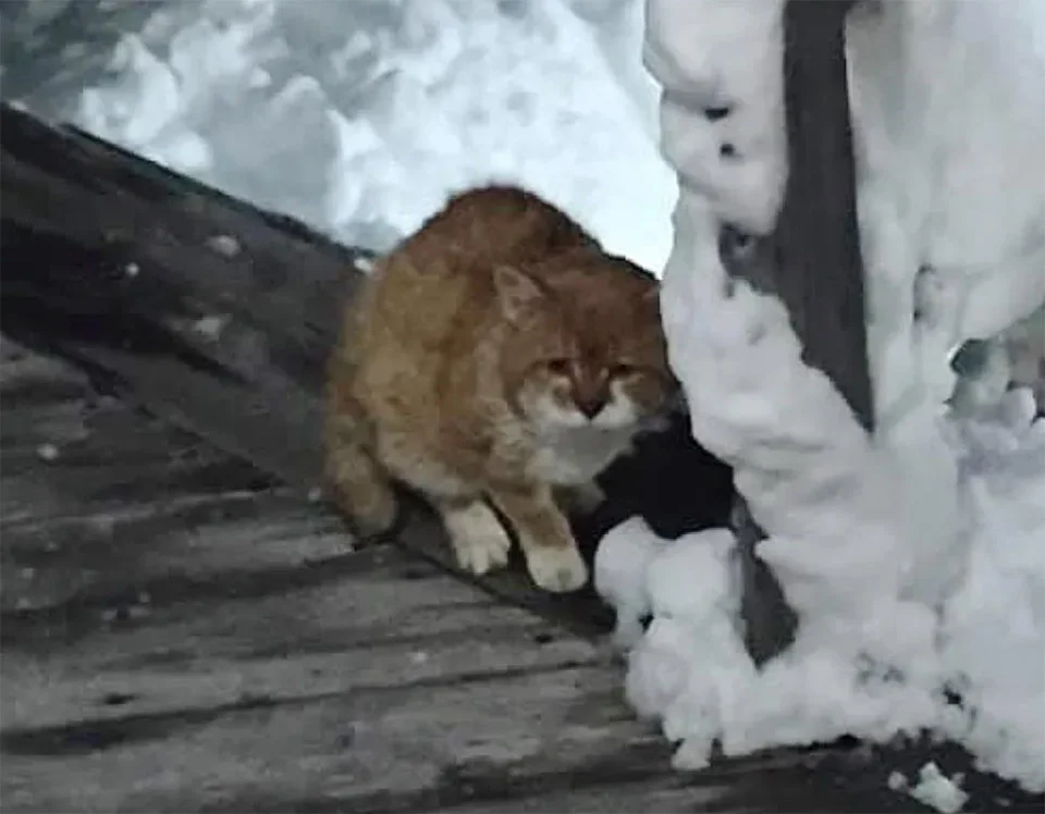 Gato adulto en la nieve