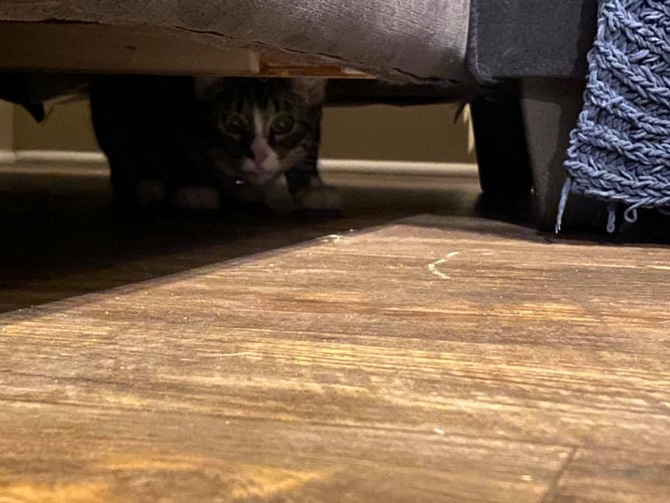 Gato escondido en sofá usado