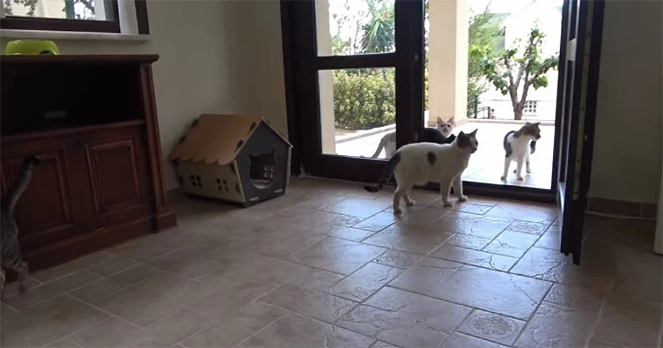 Gatos curiosos