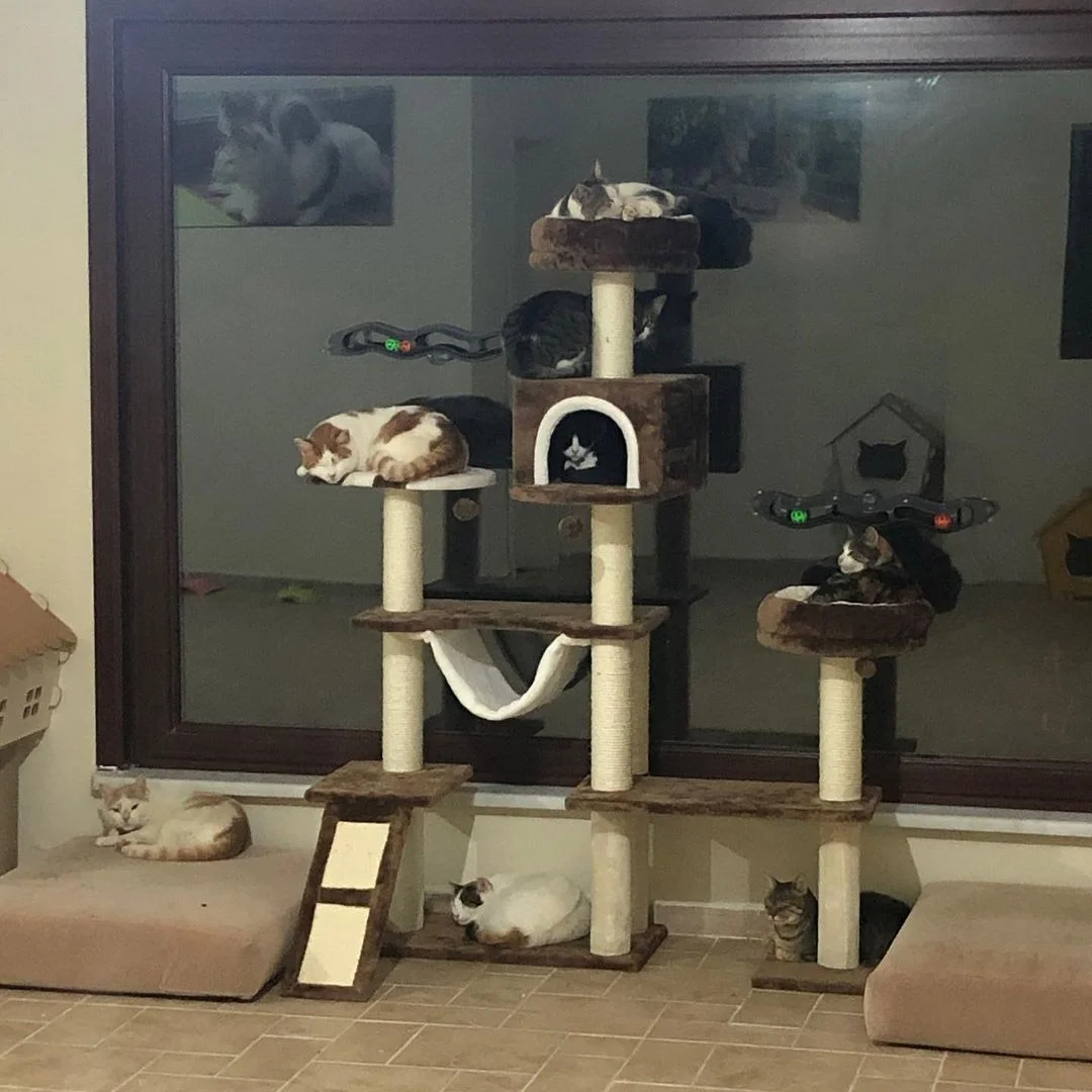 Grupo de gatos en árbol