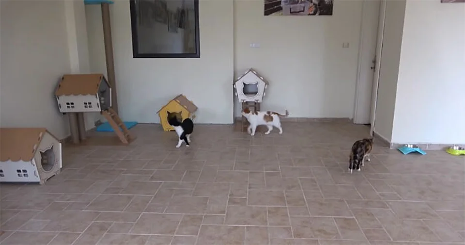 Grupo de gatos