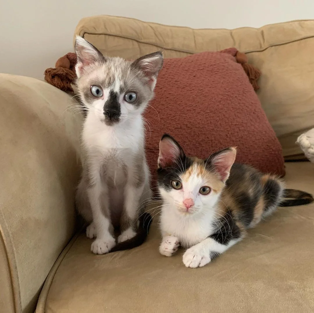 Gatito se mantienen fuertes juntos