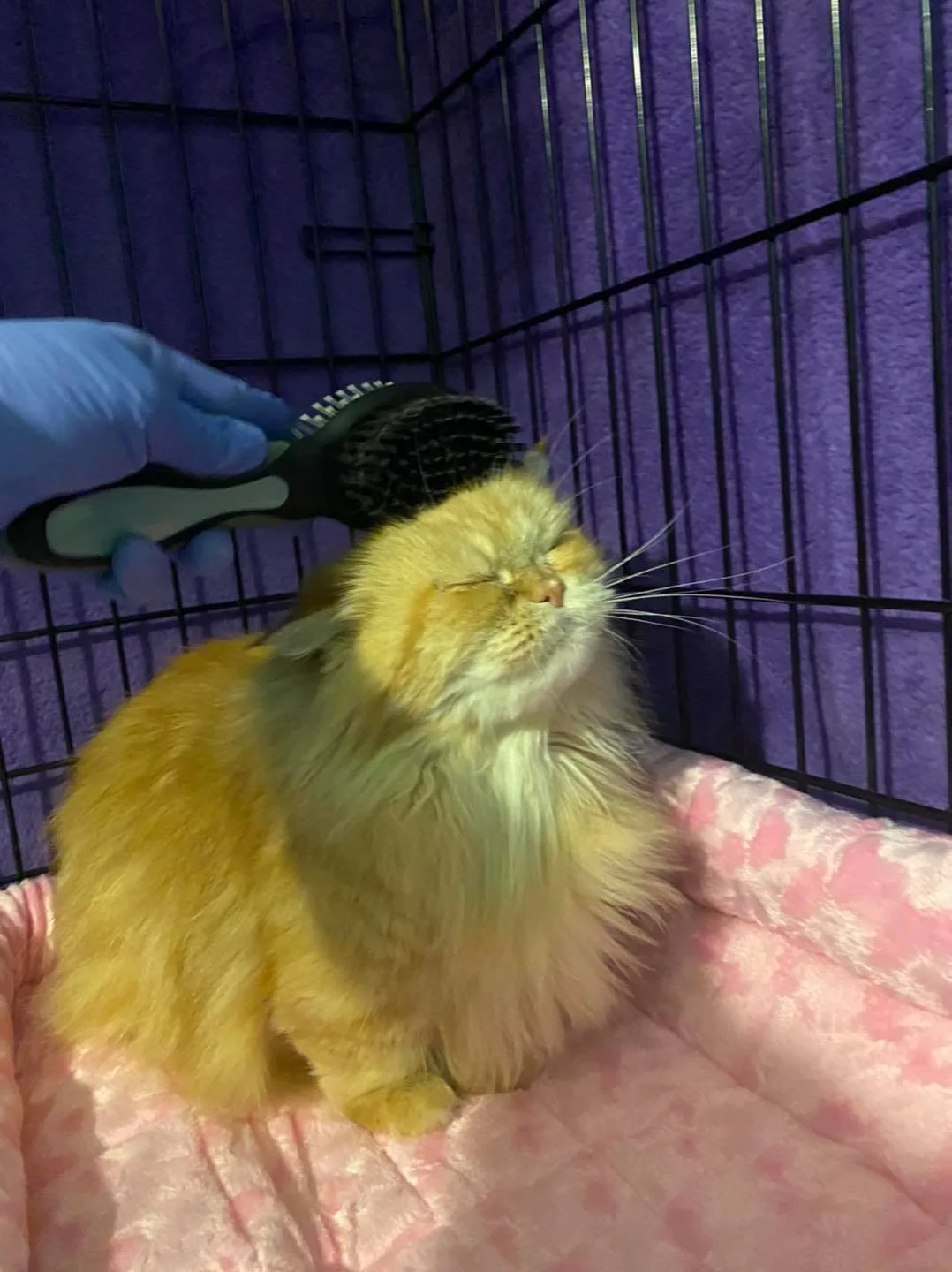 Hermosa gata vanidosa Hermosa gata vanidosa