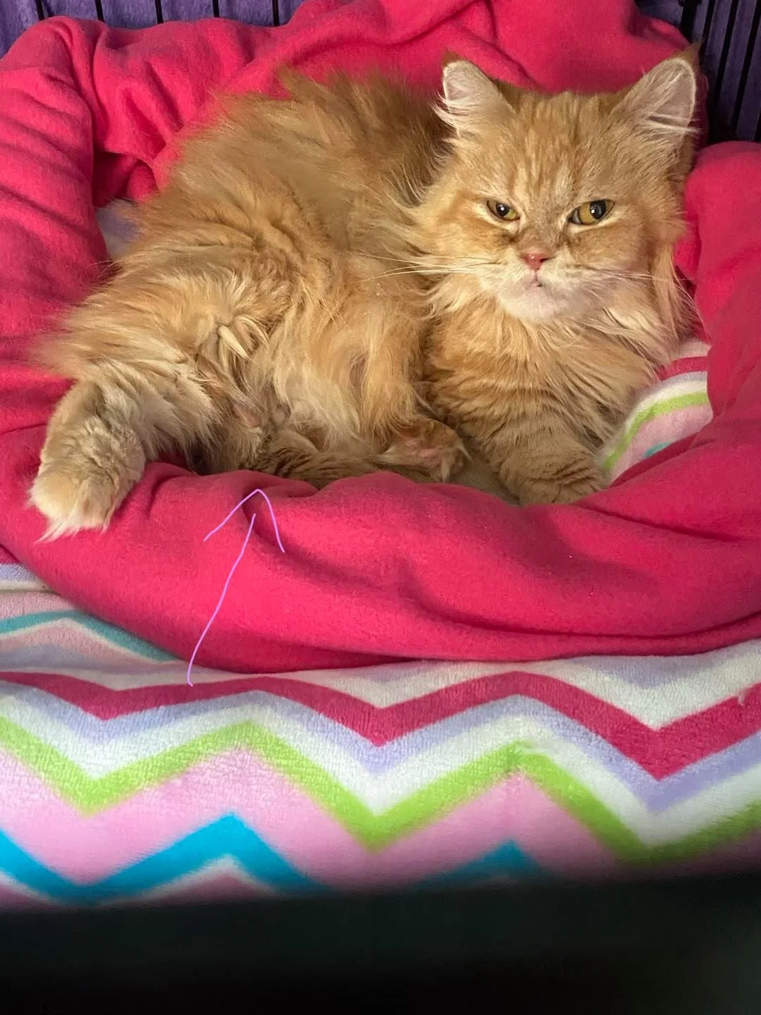 Hermosa mamá gata Hermosa mamá gata