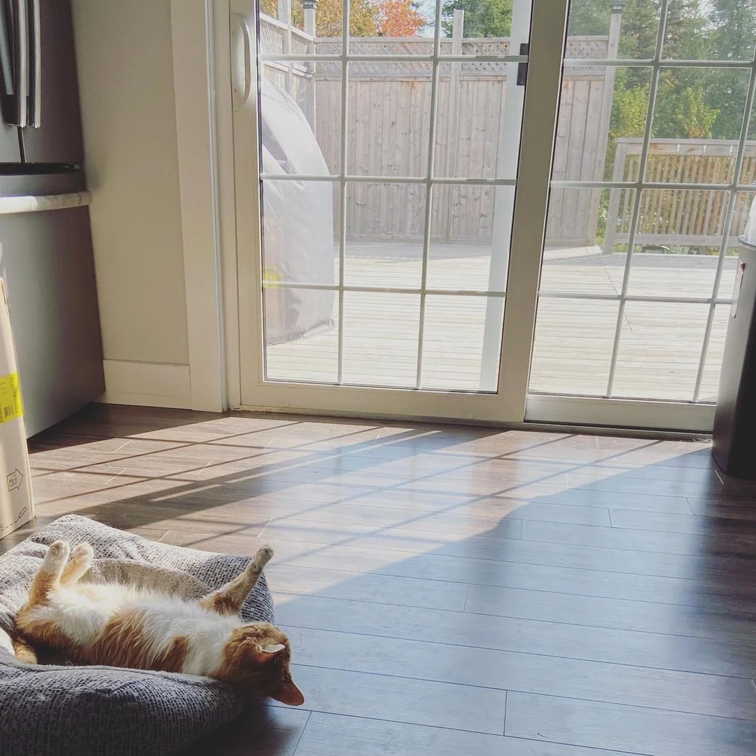 Hermoso gato de 3 patas