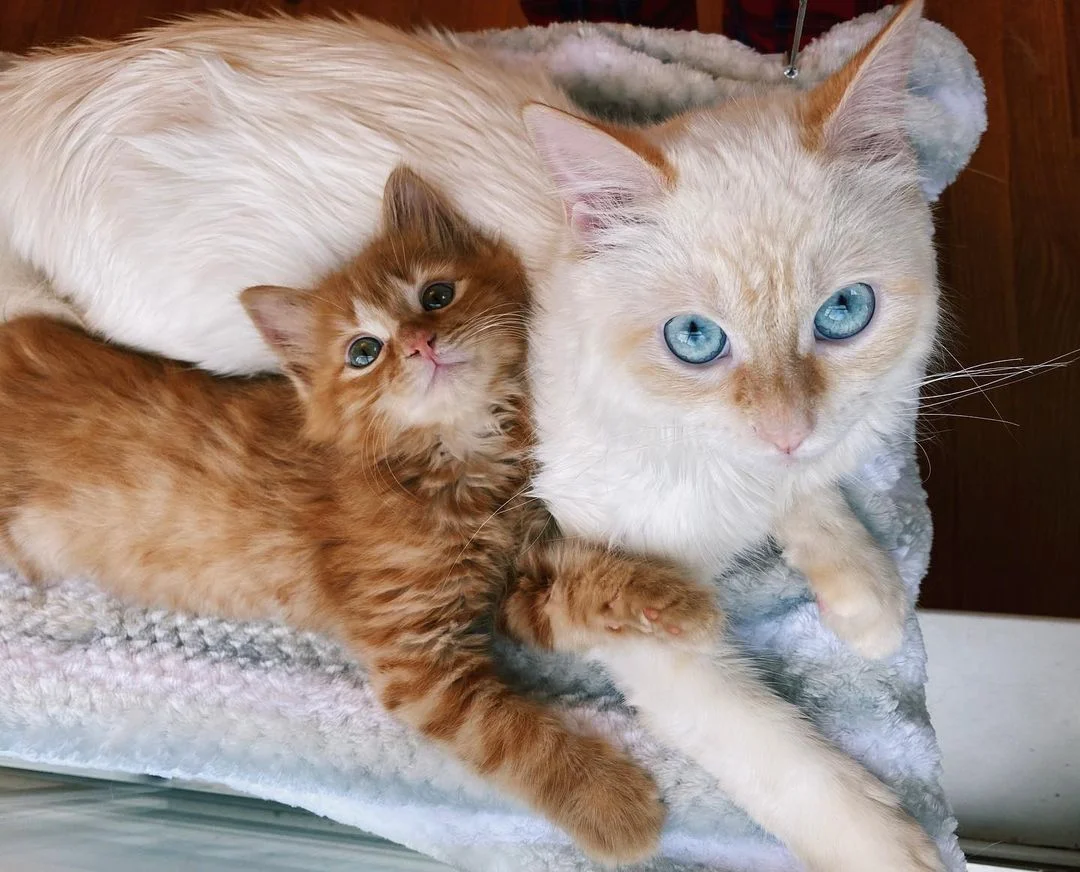 Hermosos gatitos juntos