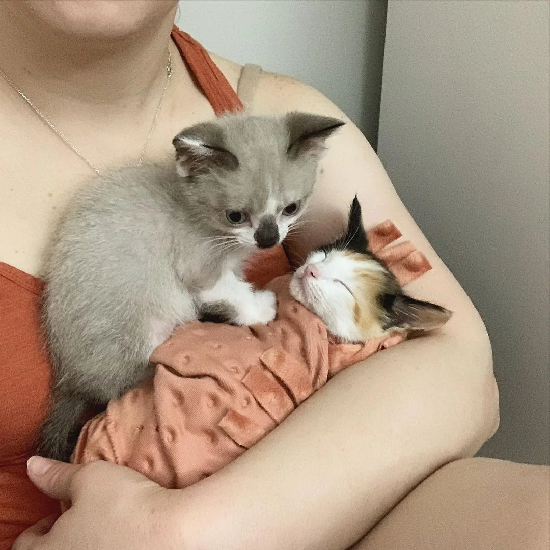 Hermosos gatitos se mantienen unidos
