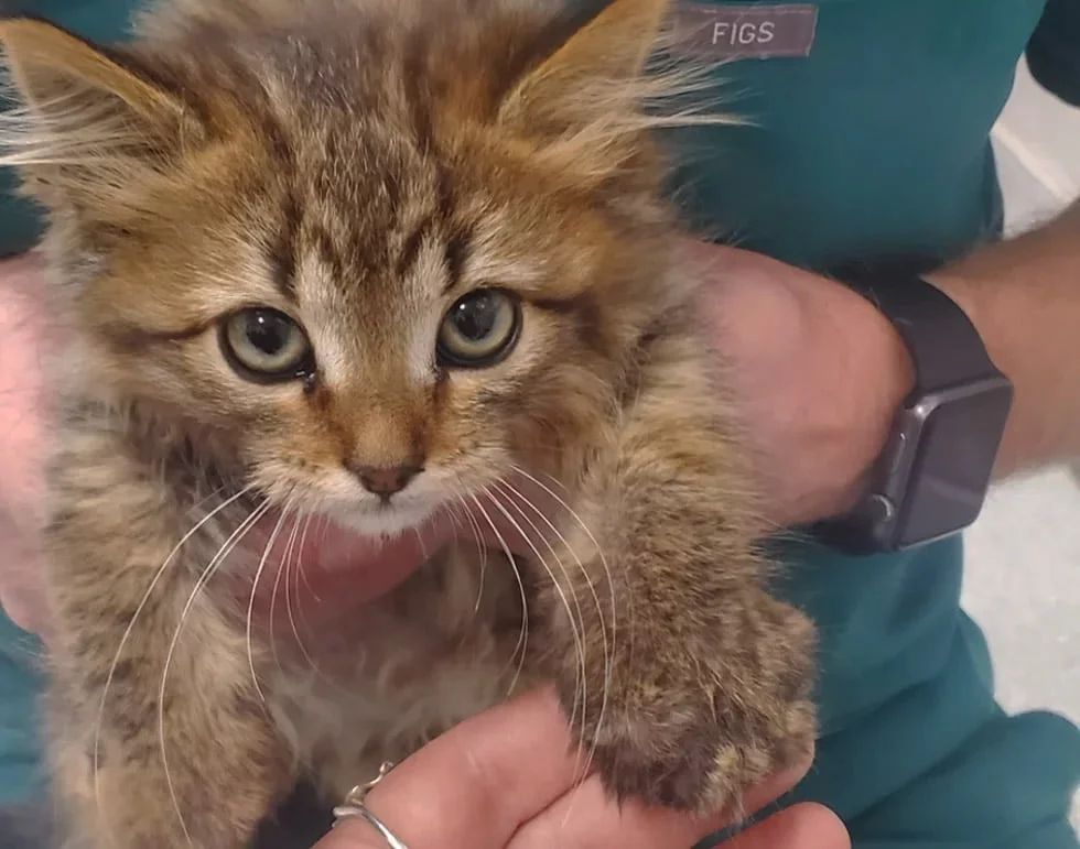 Hombre rescató una gatita