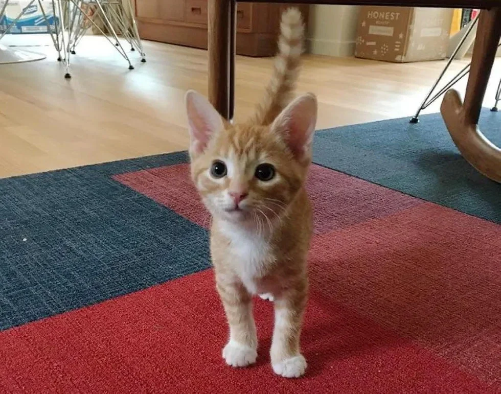 Leo gatito rara condición