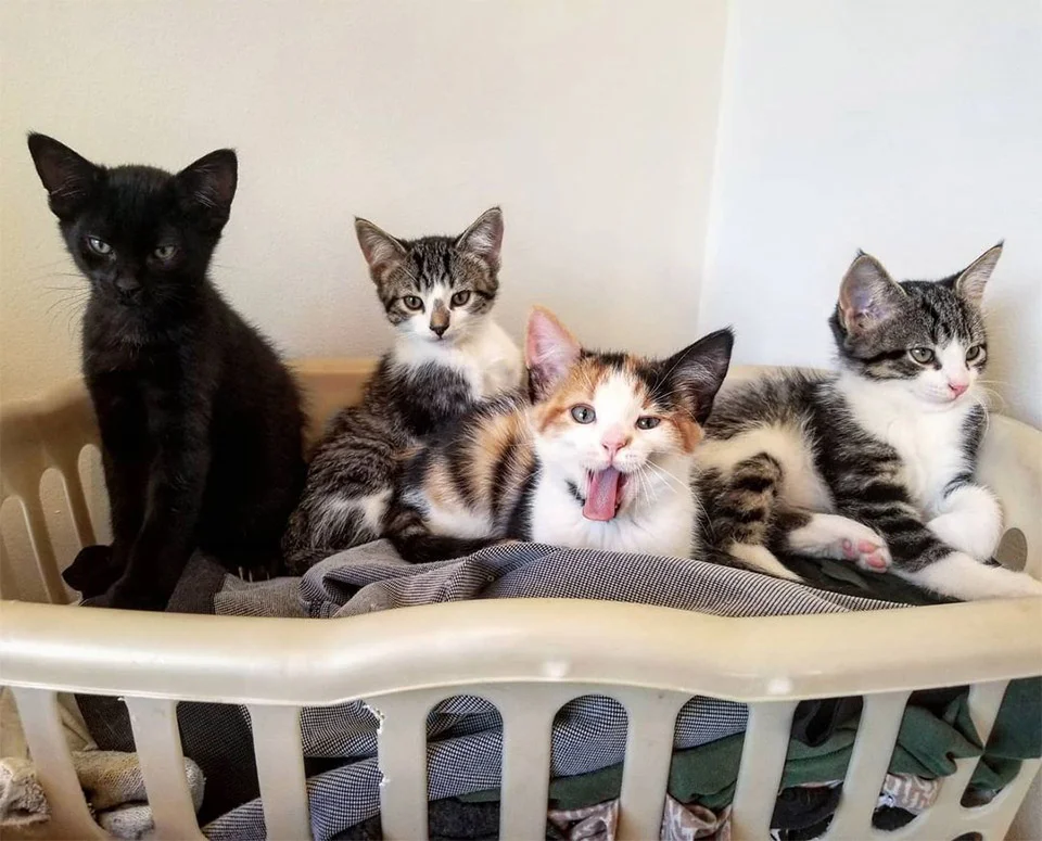 Nueva camada creciendo