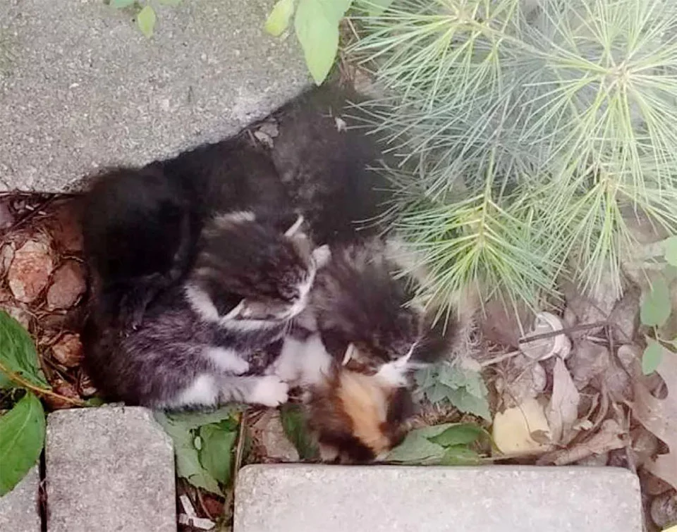 Nueva camada de gatitos