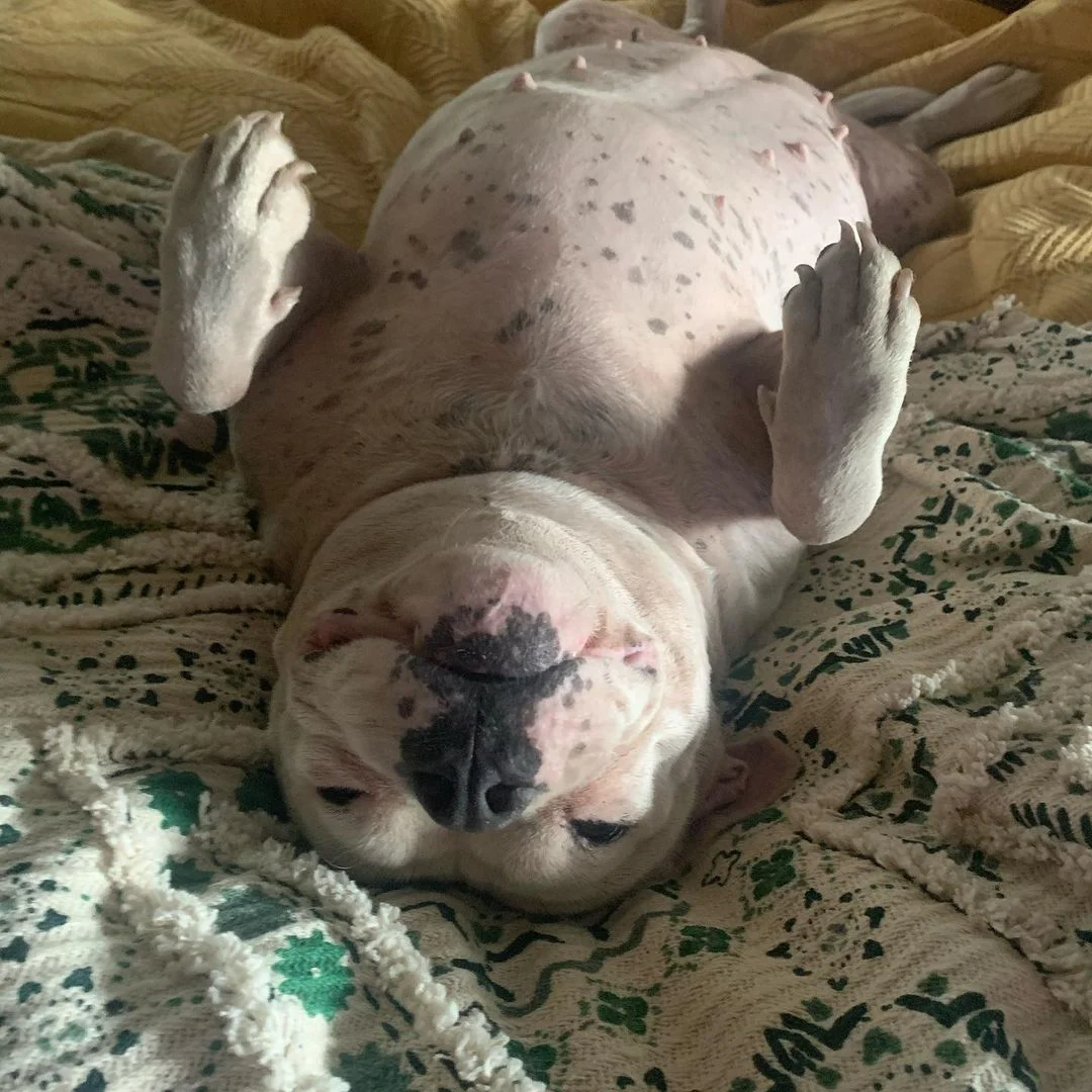 Perrita descubre su regalo