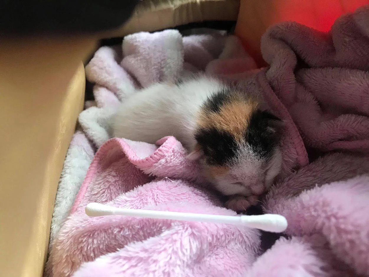Pequeño gatito encontrado entre arbustos