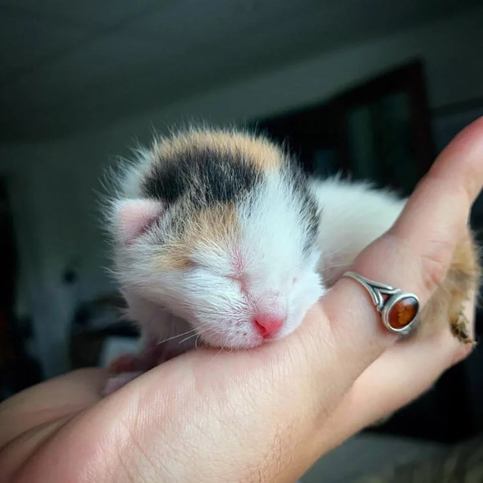 Pequeño gatito encontrado