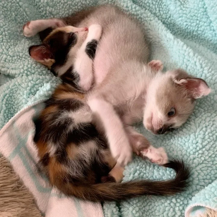 Pequeños gatitos juntos