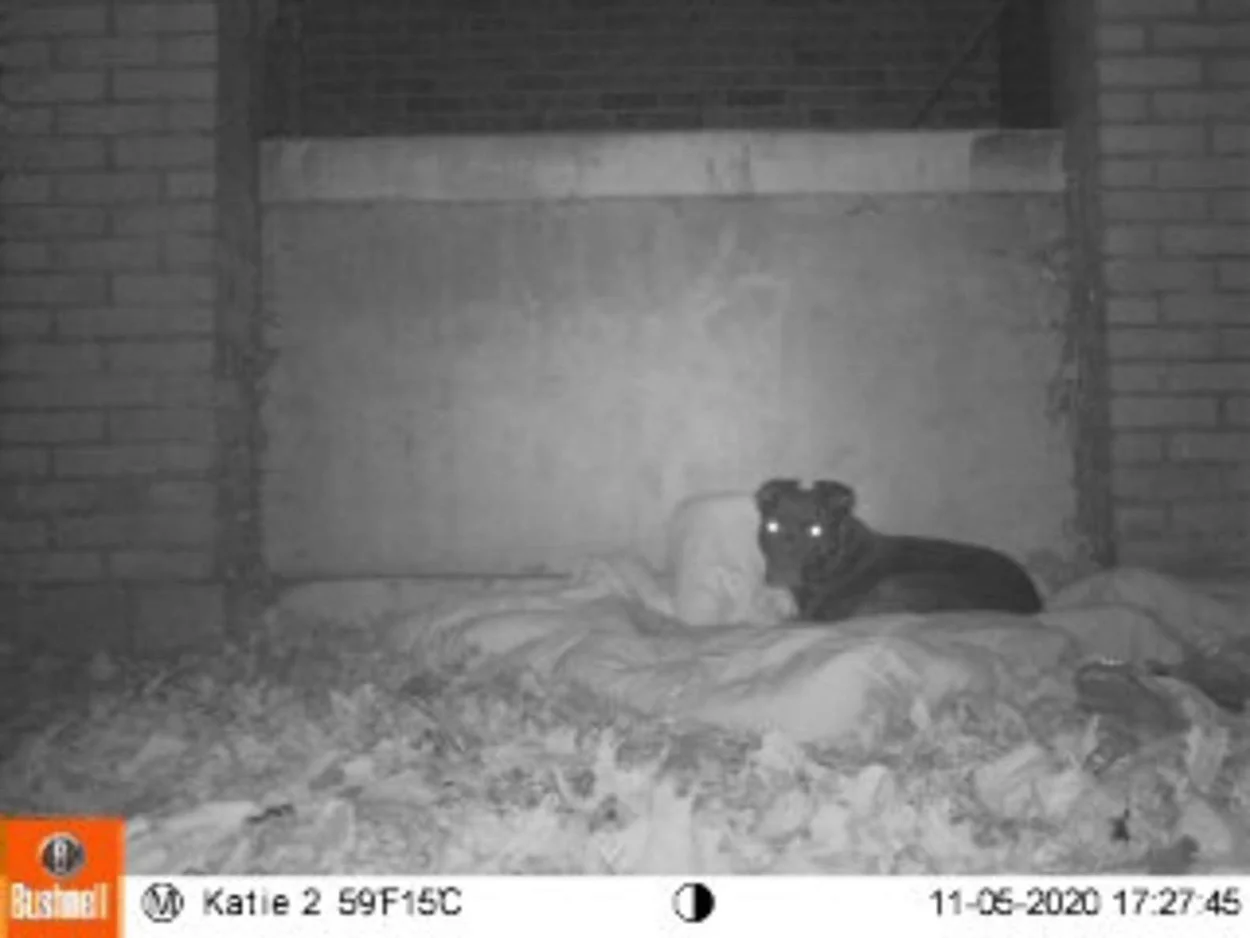 Perro desparecido desde hace un año