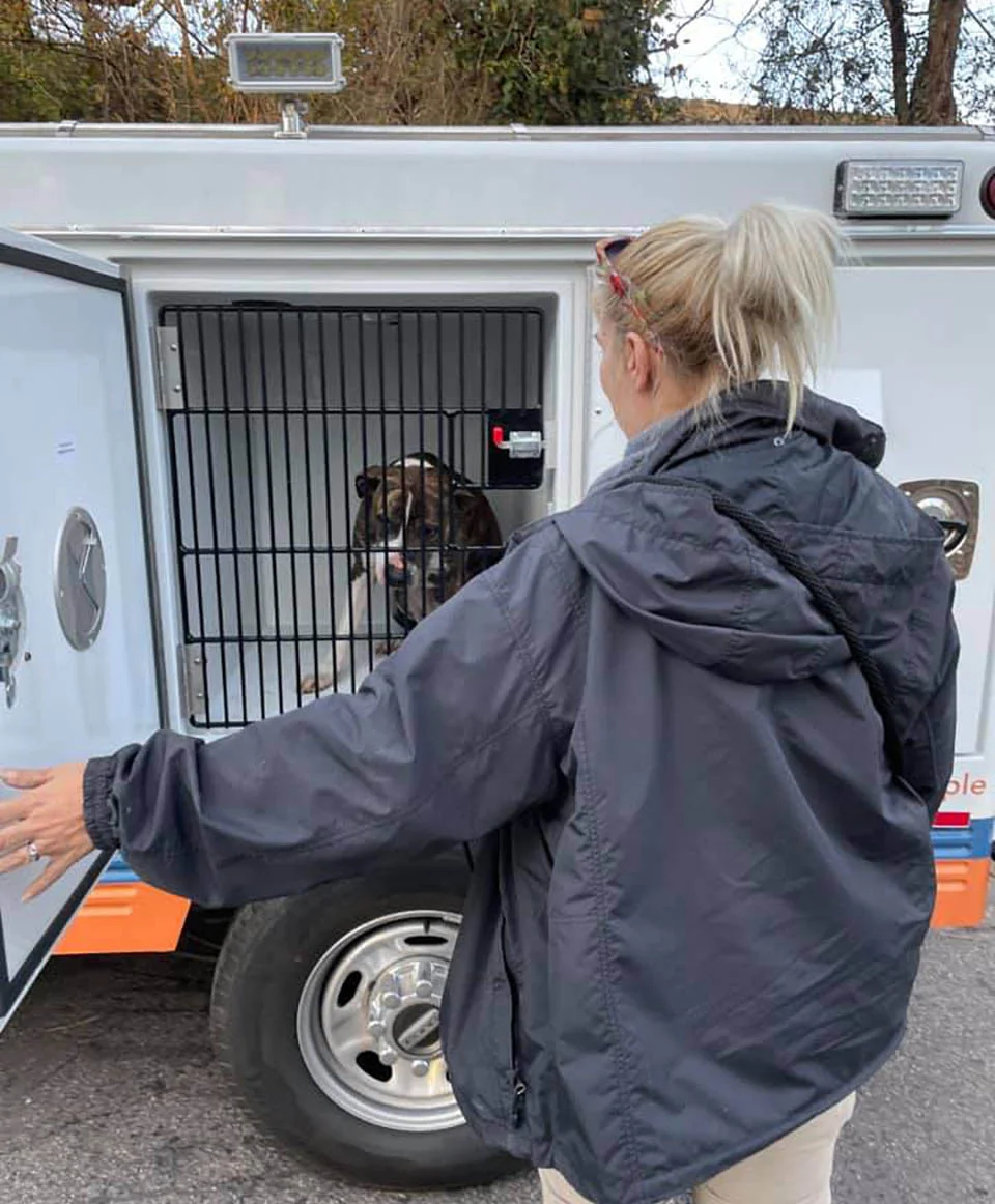 Traslado de animales