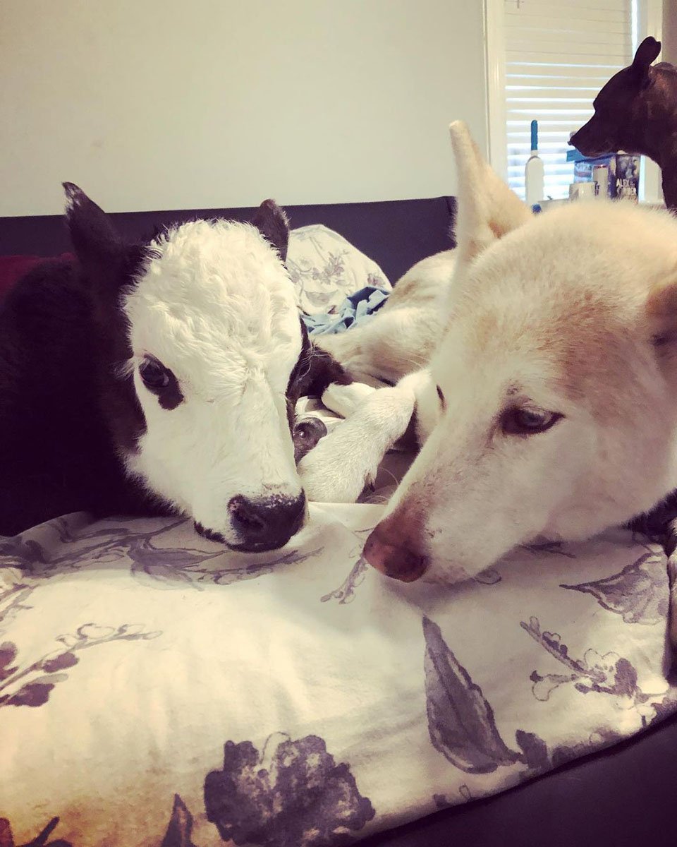 Vaca y su hermano perrito