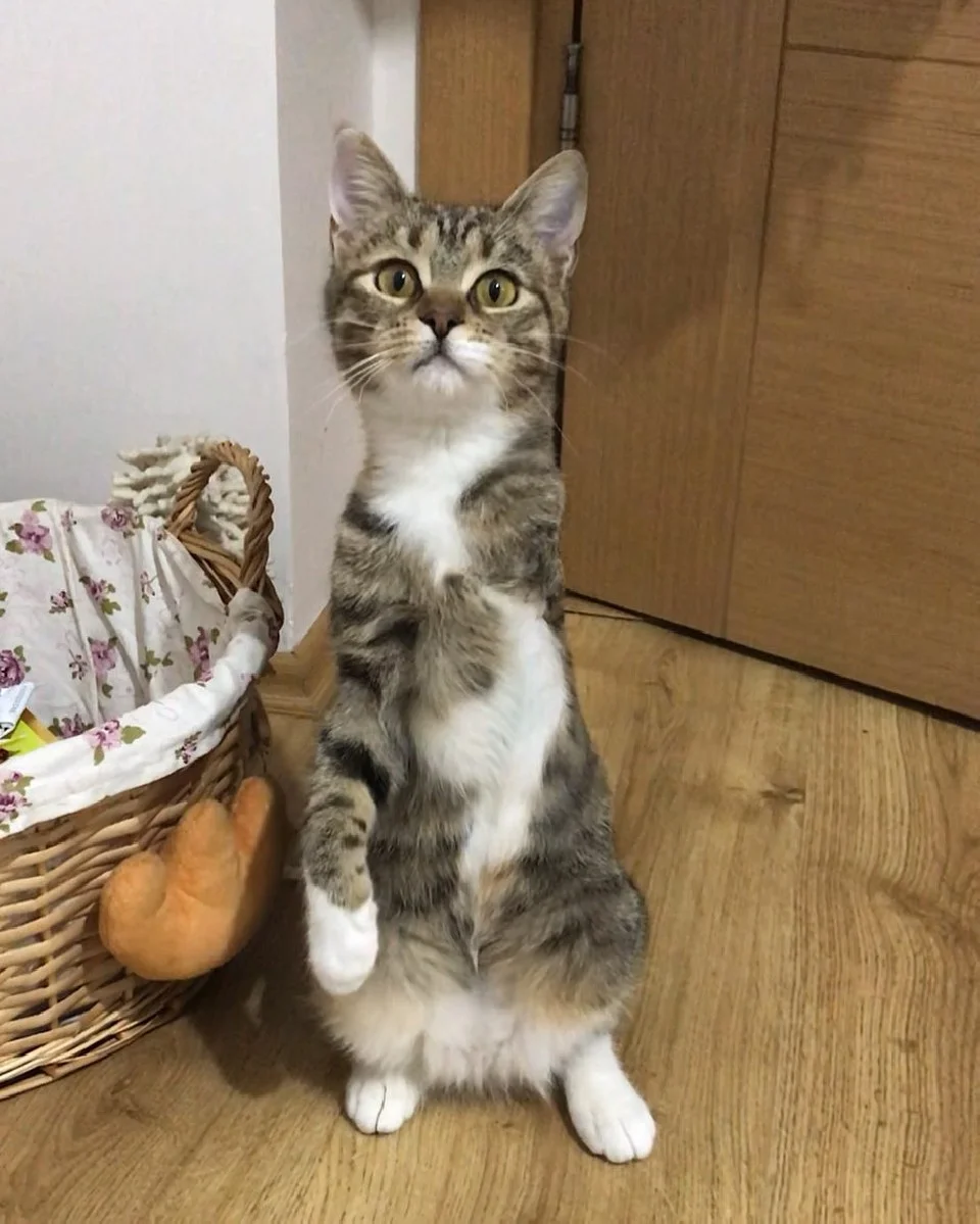 ekim gatita 3 patitas