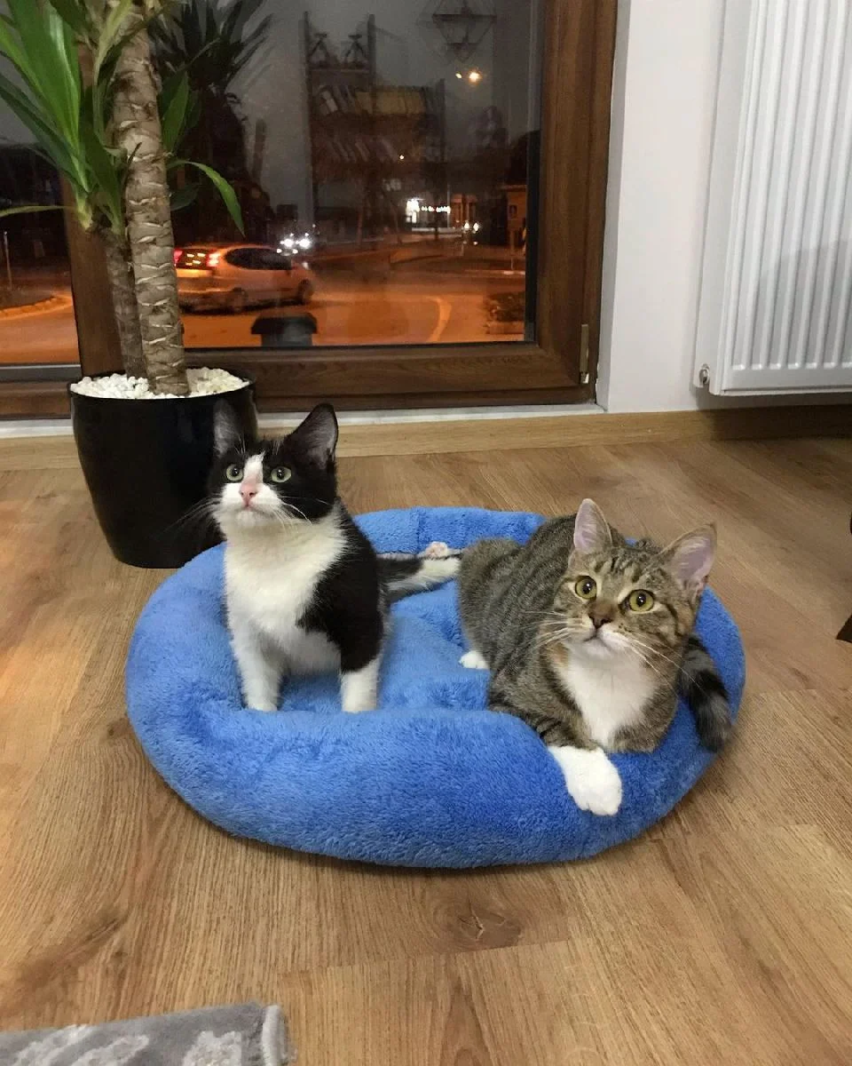 ekim y hayko