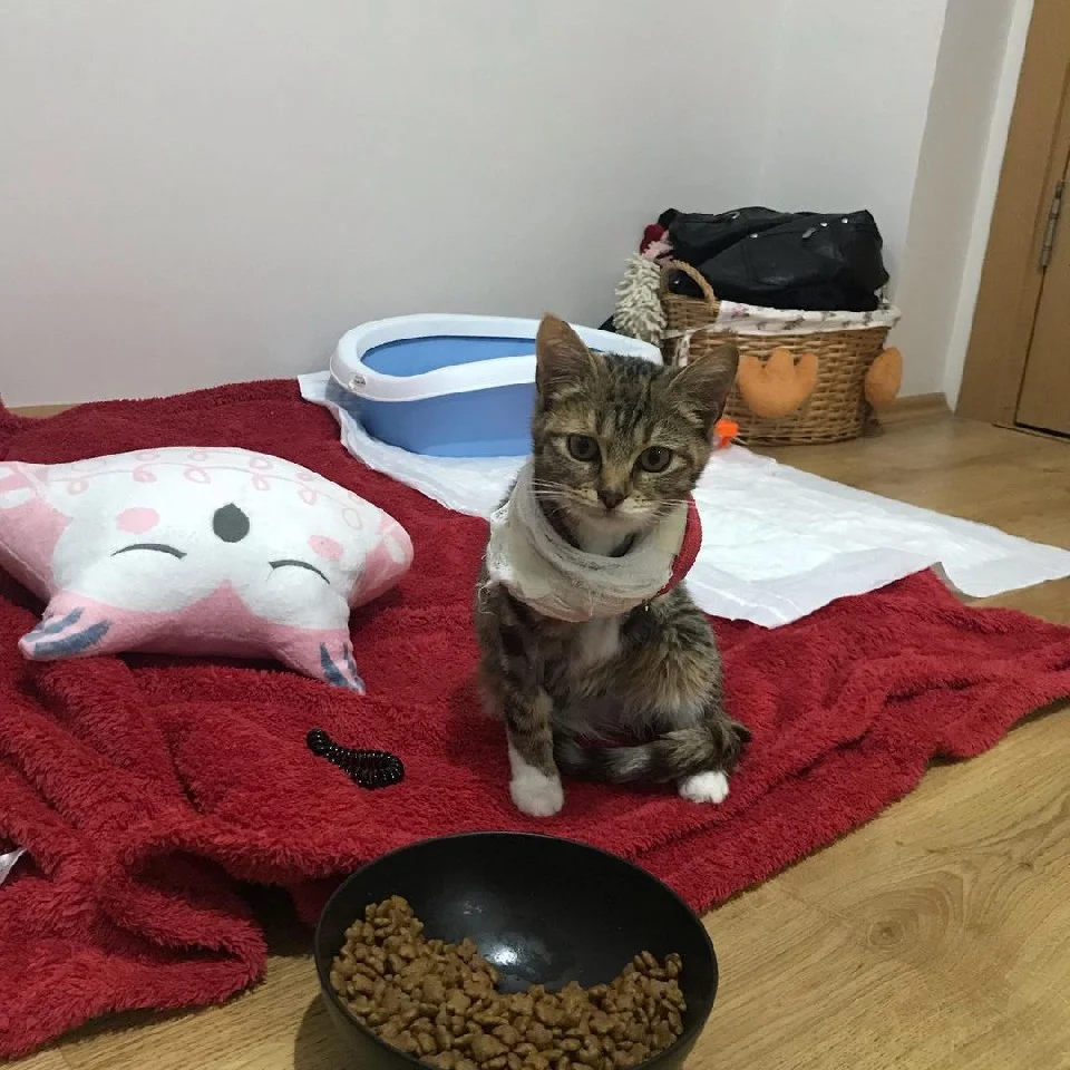gata de 3 patitas