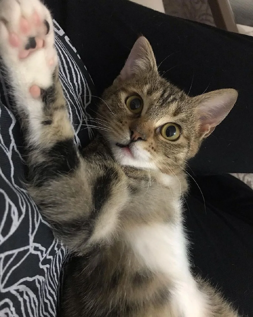 gatita 3 patas