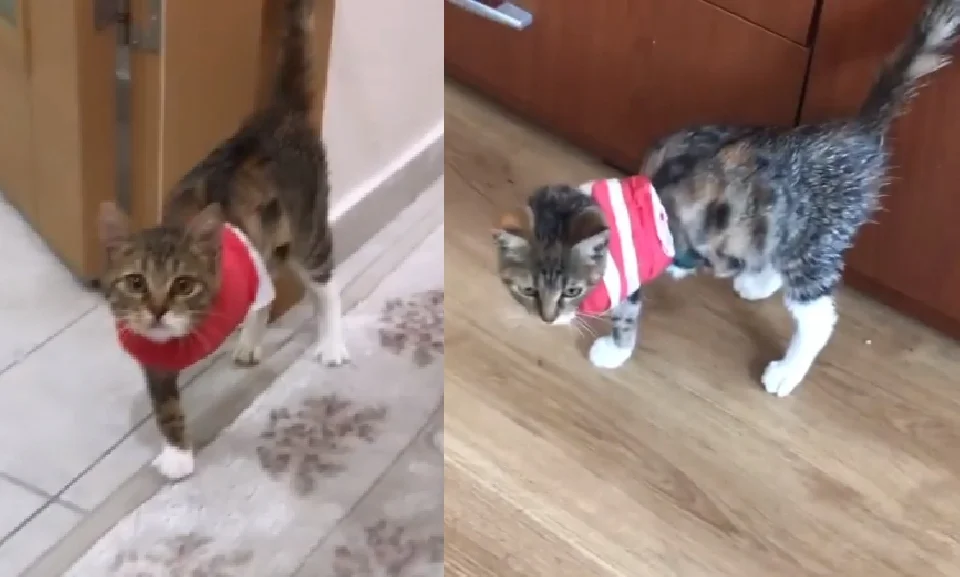 gatita camina 3 patas