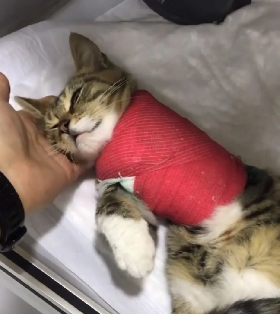 gatita ekim 3 patitas