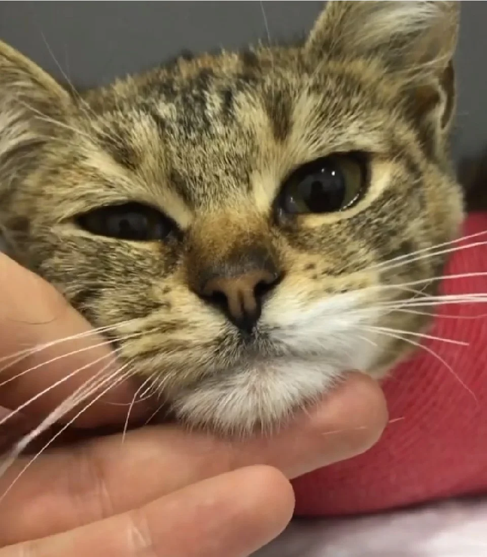 gatita estambul 3 patas