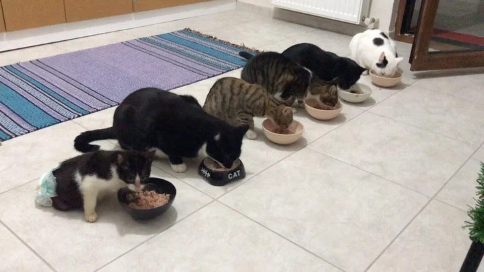 gatitos ashen estambul