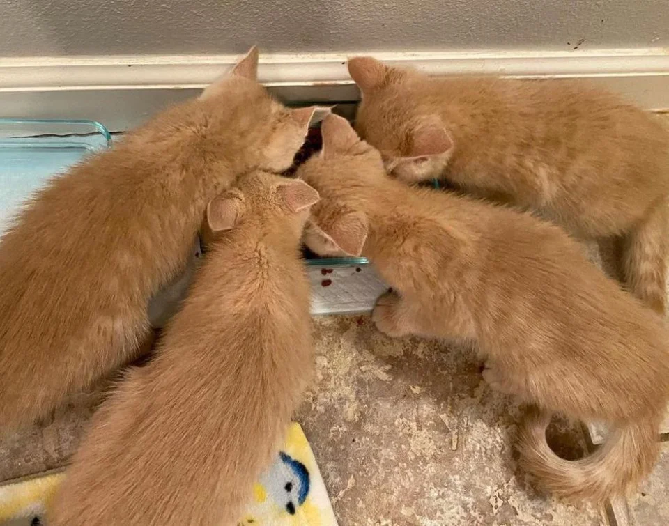 gatitos hacen todo juntos gatitos hacen todo juntos