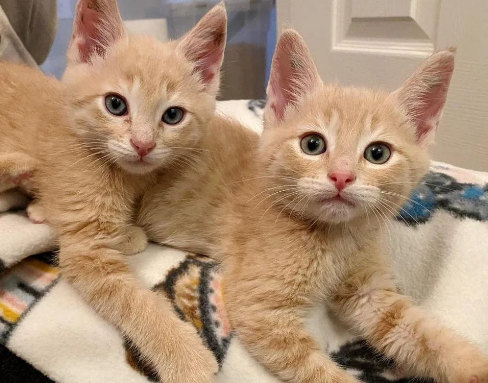 gatitos identicos rescatados gatitos identicos rescatados