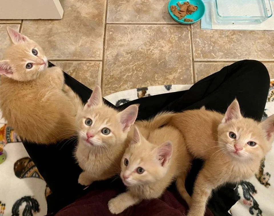 Gatitos anaranjados Gatitos anaranjados