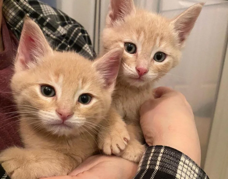 gatitos rescatados oregon gatitos rescatados oregon