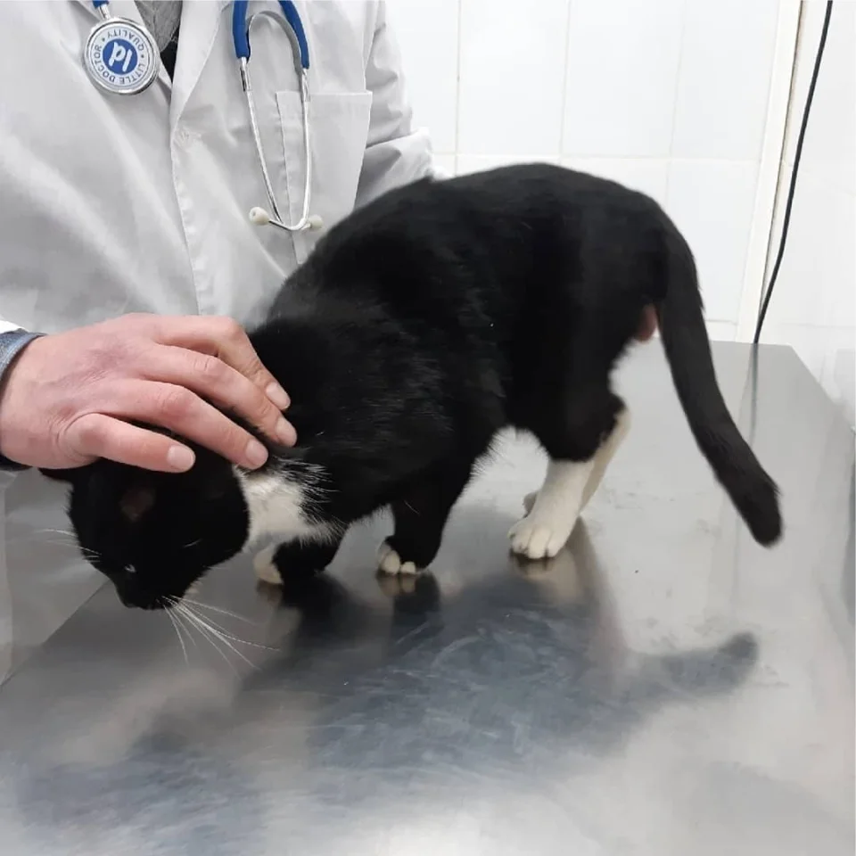 gato recicladora rusia