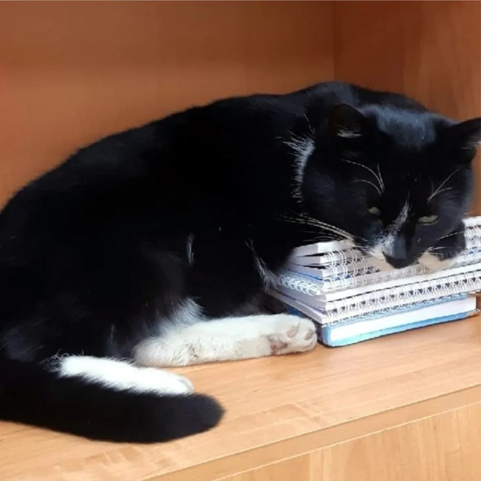 gato viceministro ruso