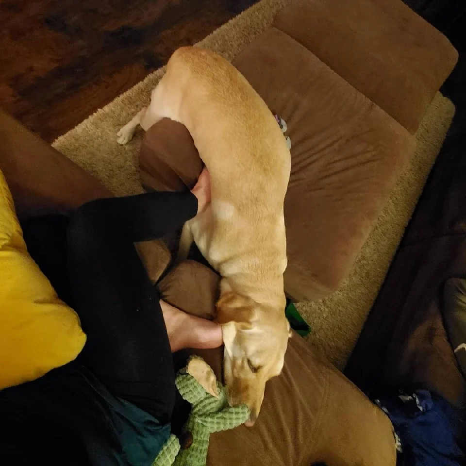 perrito duerme raro