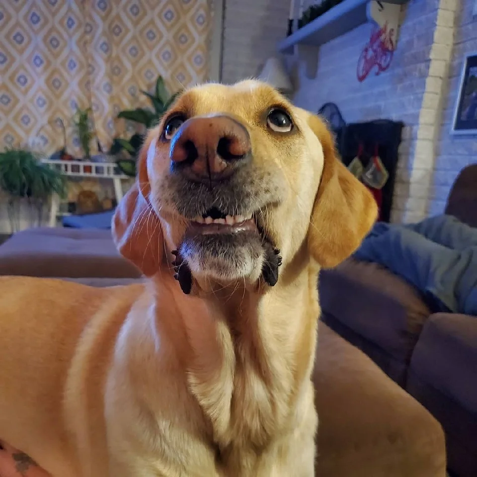 perro Howard