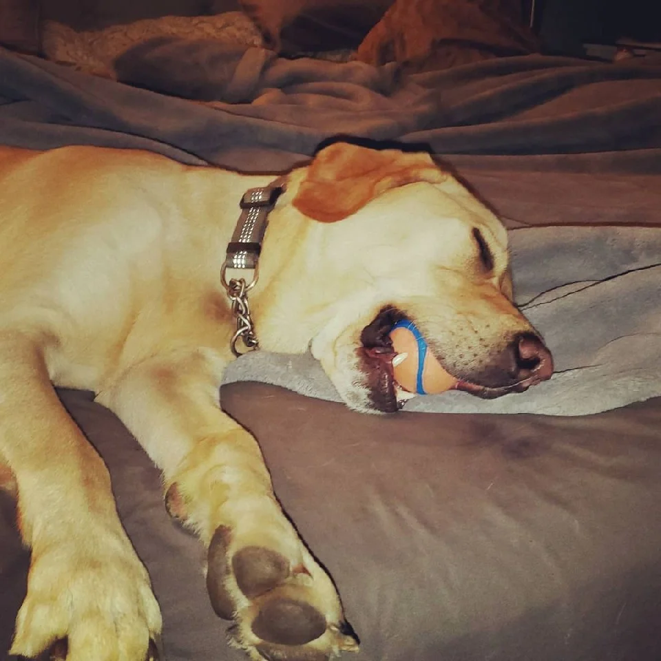 perro duerme juguete en boca