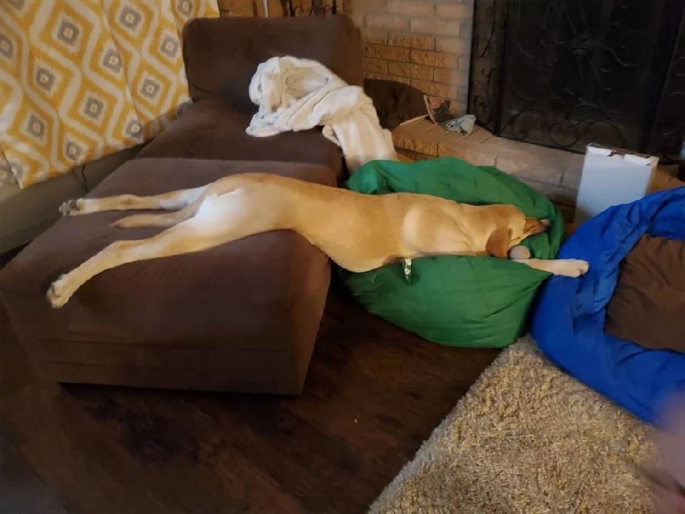 perro durmiendo extraño