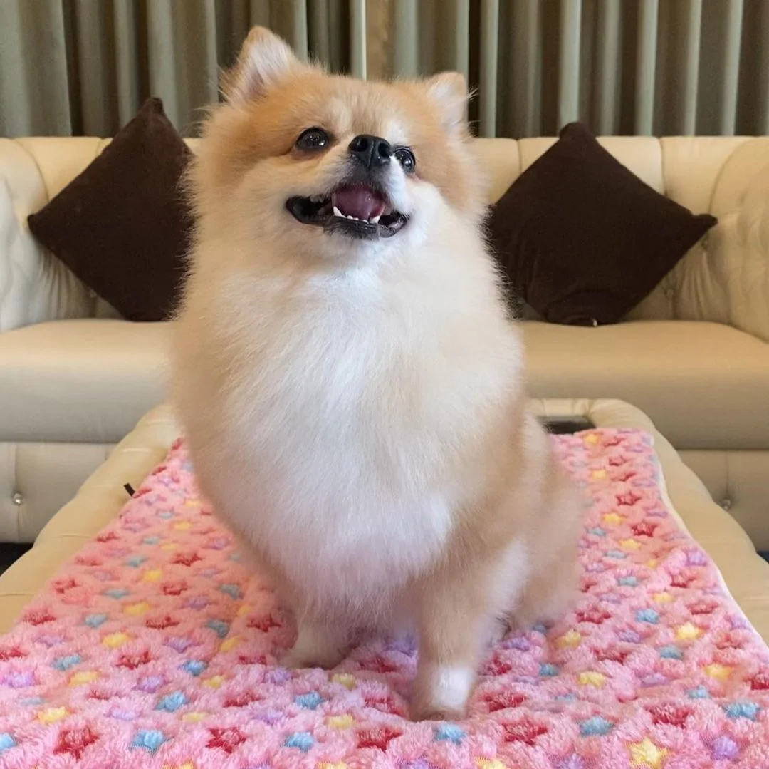 Adorable perro pomerania