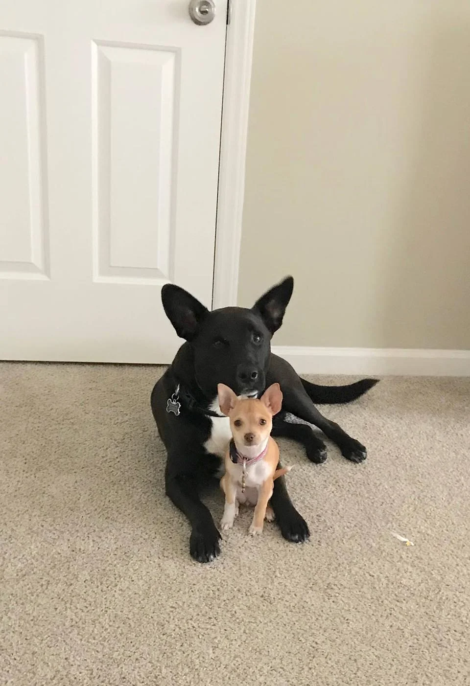 Adorables perritos