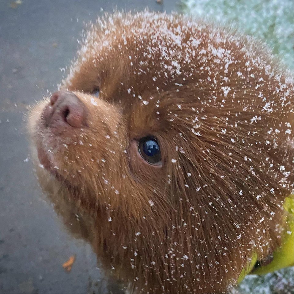 Bertie en la nieve