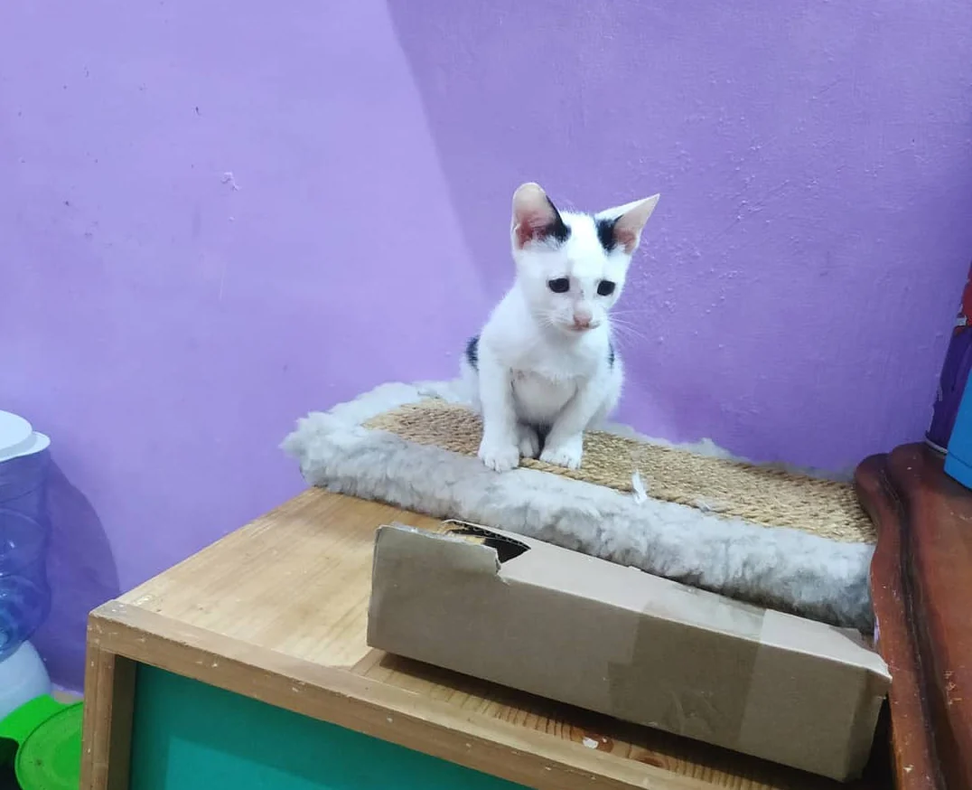 Dani en hogar de acogida