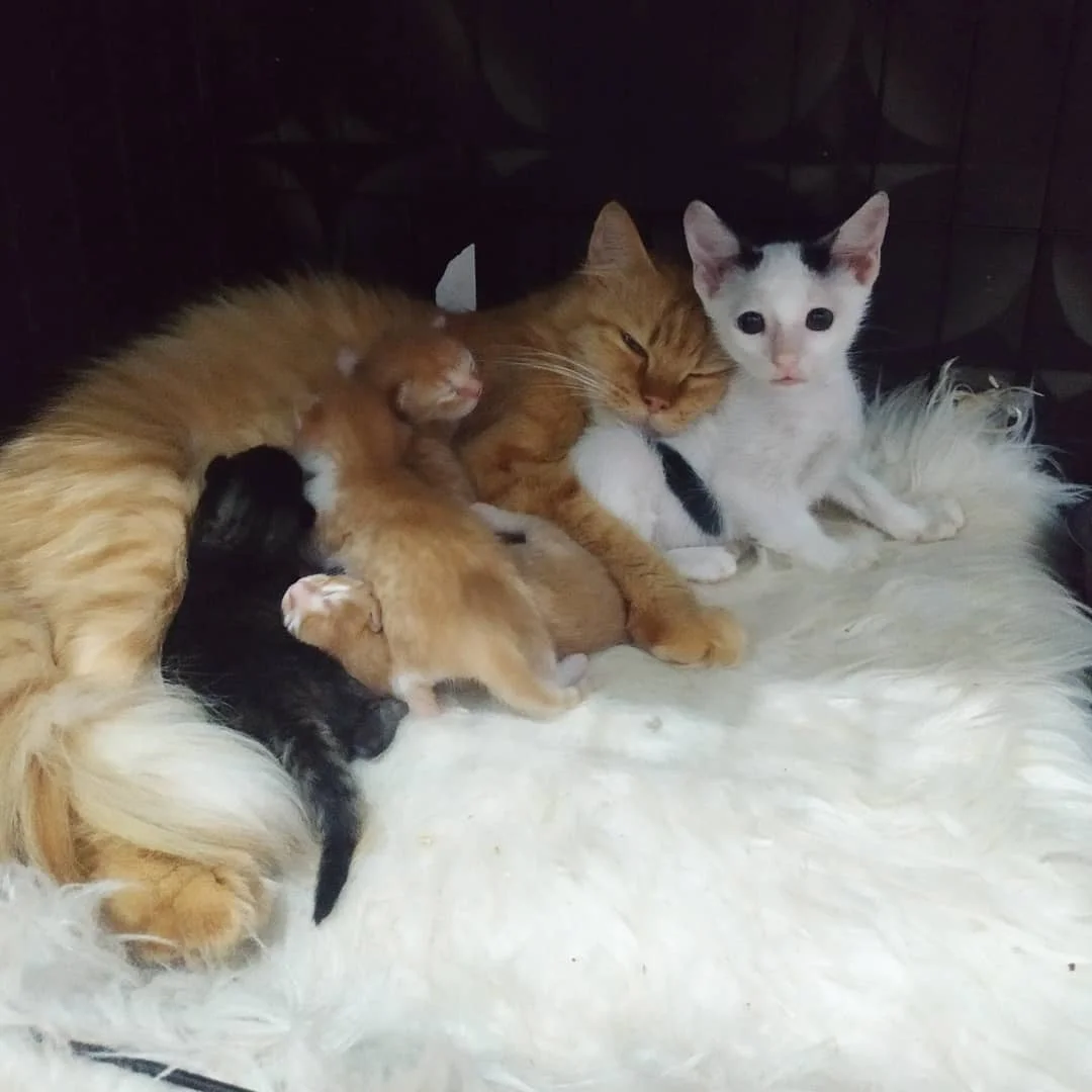 Dani y familia felina